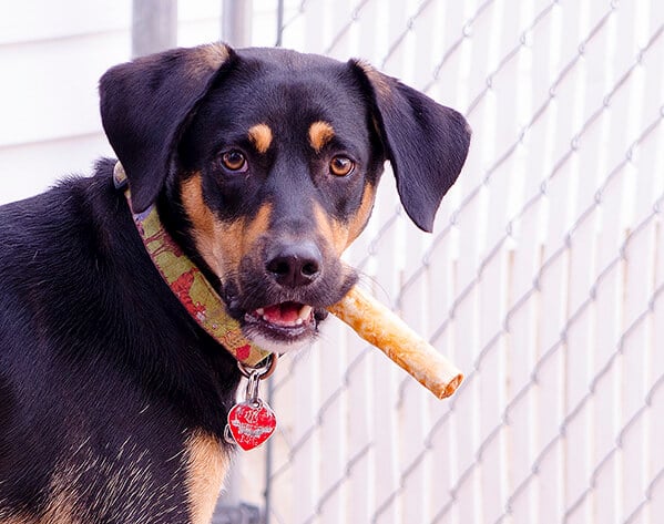 DIY Diabetic Dog Treats The Salty Pot