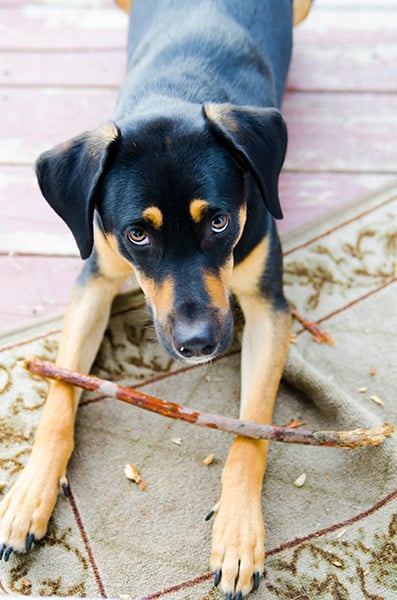 An image of a black dog with his belly on wood flooring. His two paws resting on a small moss green rag.