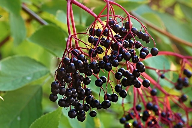 An image of black elderberries on a tree