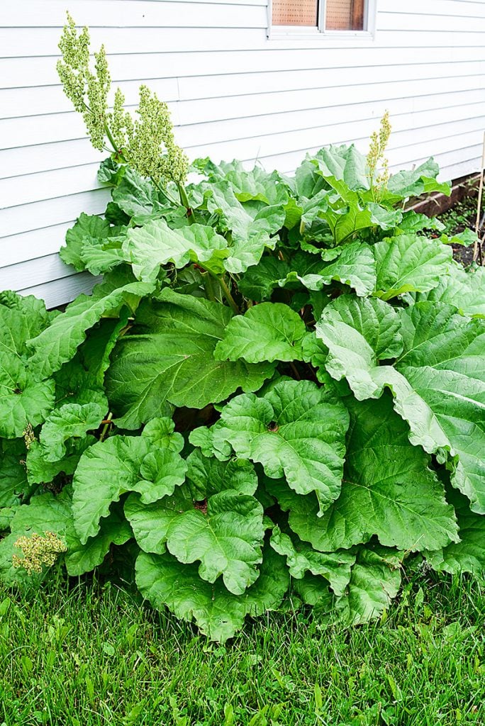 Growing rhubarb on sale in pots