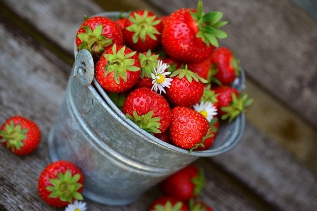 A silver bucket of strawberries overflowing at the top. There are a few pretty daisy flowers mixed in with the berries and laying on the ground at the base of the bucket.