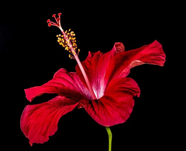 A hibiscus flower, red, with yellow pollen at the top.