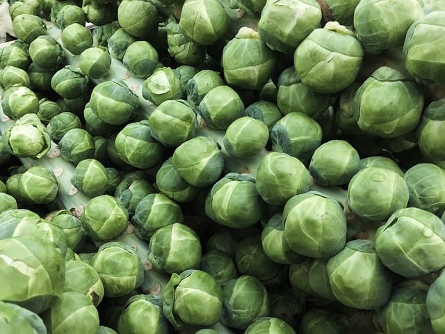 Brussels sprouts just picked and still attached to the stalks they grow on.