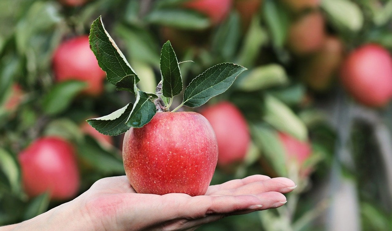 A red apple being held in a flat positioned hand. The apple still had green leaves attached at the top.