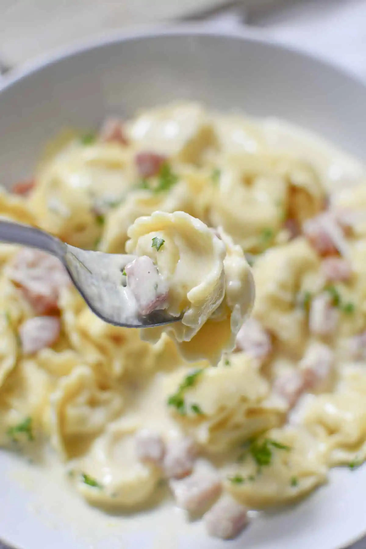 A forkful of the tortellini in cream sauce recipe. 