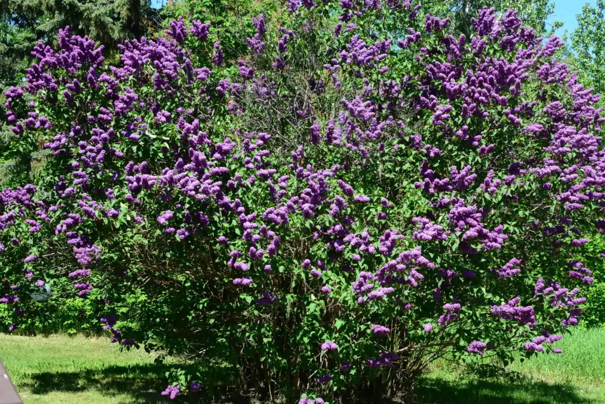 A very large Lilac tree in the  yard at the farm.