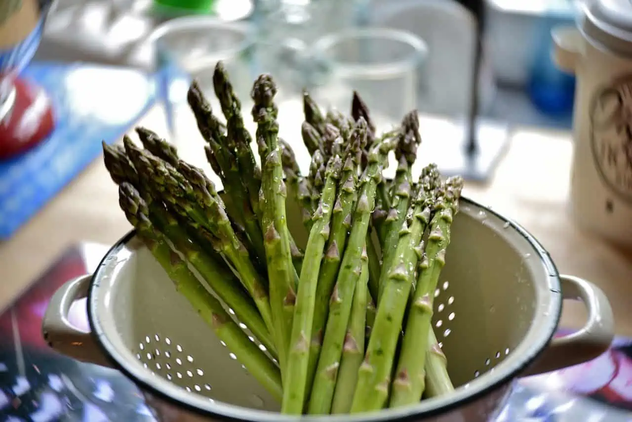 Fresh green asparagus, freshly washed, sitting in a white colander on a table. 