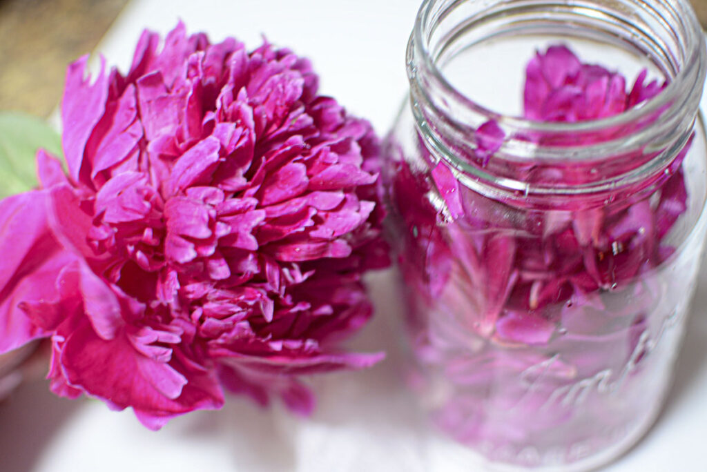 Fresh, vibrant pink peony petals being stuffed into a clear glass mason jar next to a whole magenta peony flower.